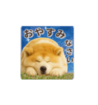 秋田犬の毎日送りやすいスタンプ（個別スタンプ：23）