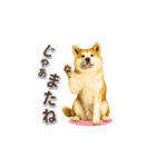秋田犬の毎日送りやすいスタンプ（個別スタンプ：24）