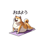 ヨガするふとっちょ柴犬（個別スタンプ：1）