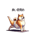 ヨガするふとっちょ柴犬（個別スタンプ：3）