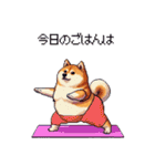 ヨガするふとっちょ柴犬（個別スタンプ：31）