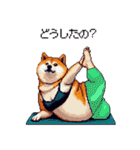 ヨガするふとっちょ柴犬（個別スタンプ：37）