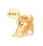 夏の柴犬スタンプ♪ふんわり水彩風（個別スタンプ：1）