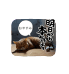 やる気ゼロ猫タマの日常（個別スタンプ：3）
