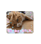 やる気ゼロ猫タマの日常（個別スタンプ：4）
