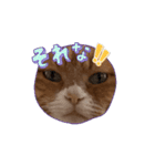 やる気ゼロ猫タマの日常（個別スタンプ：5）