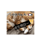 やる気ゼロ猫タマの日常（個別スタンプ：6）