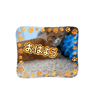 やる気ゼロ猫タマの日常（個別スタンプ：7）
