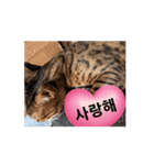 ベンガルらいくん韓国語（個別スタンプ：6）