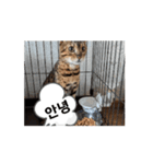 ベンガルらいくん韓国語（個別スタンプ：8）