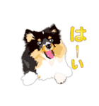 わくわくシェルティ・元気なトライ（個別スタンプ：2）