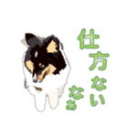 わくわくシェルティ・元気なトライ（個別スタンプ：4）