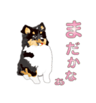 わくわくシェルティ・元気なトライ（個別スタンプ：6）