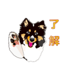 わくわくシェルティ・元気なトライ（個別スタンプ：7）