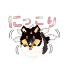 わくわくシェルティ・元気なトライ（個別スタンプ：9）