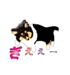わくわくシェルティ・元気なトライ（個別スタンプ：10）