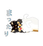 わくわくシェルティ・元気なトライ（個別スタンプ：13）