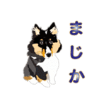 わくわくシェルティ・元気なトライ（個別スタンプ：14）
