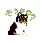わくわくシェルティ・元気なトライ（個別スタンプ：15）
