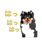 わくわくシェルティ・元気なトライ（個別スタンプ：17）