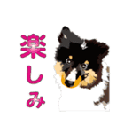 わくわくシェルティ・元気なトライ（個別スタンプ：18）