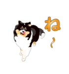 わくわくシェルティ・元気なトライ（個別スタンプ：24）
