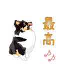 わくわくシェルティ・元気なトライ（個別スタンプ：25）