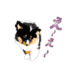 わくわくシェルティ・元気なトライ（個別スタンプ：27）