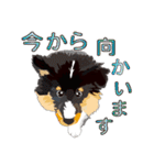 わくわくシェルティ・元気なトライ（個別スタンプ：30）