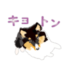 わくわくシェルティ・元気なトライ（個別スタンプ：31）