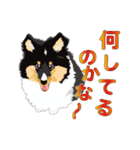 わくわくシェルティ・元気なトライ（個別スタンプ：32）