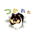 わくわくシェルティ・元気なトライ（個別スタンプ：33）