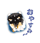 わくわくシェルティ・元気なトライ（個別スタンプ：40）