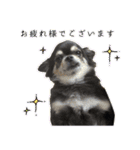 ▽▼ちわわのむぎちゃんすたんぷ▽▼（個別スタンプ：1）