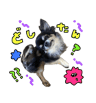 ▽▼ちわわのむぎちゃんすたんぷ▽▼（個別スタンプ：2）