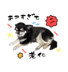 ▽▼ちわわのむぎちゃんすたんぷ▽▼（個別スタンプ：4）