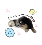 ▽▼ちわわのむぎちゃんすたんぷ▽▼（個別スタンプ：7）