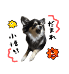 ▽▼ちわわのむぎちゃんすたんぷ▽▼（個別スタンプ：9）
