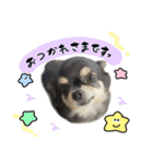 ▽▼ちわわのむぎちゃんすたんぷ▽▼（個別スタンプ：10）