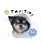 ▽▼ちわわのむぎちゃんすたんぷ▽▼（個別スタンプ：11）