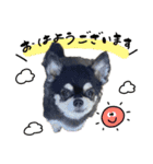 ▽▼ちわわのむぎちゃんすたんぷ▽▼（個別スタンプ：12）