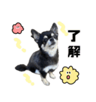 ▽▼ちわわのむぎちゃんすたんぷ▽▼（個別スタンプ：13）