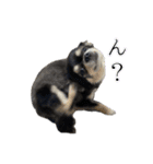 ▽▼ちわわのむぎちゃんすたんぷ▽▼（個別スタンプ：14）