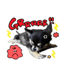 ▽▼ちわわのむぎちゃんすたんぷ▽▼（個別スタンプ：16）