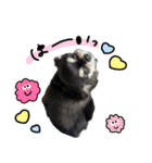 ▽▼ちわわのむぎちゃんすたんぷ▽▼（個別スタンプ：24）