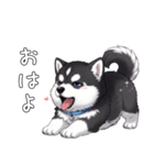 溺愛するマラミュート日常(白文字)（個別スタンプ：1）