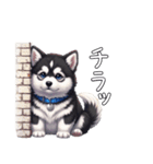 溺愛するマラミュート日常(白文字)（個別スタンプ：9）