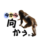 モンキーの戯れ（個別スタンプ：8）