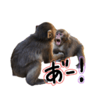 モンキーの戯れ（個別スタンプ：12）