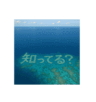 海の珊瑚礁で会話（個別スタンプ：30）